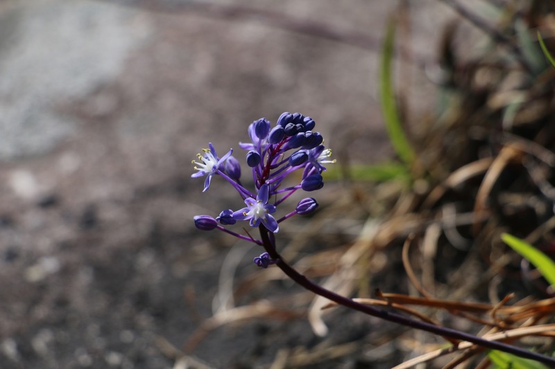 Merwilla plumbea subsp. kraussii photo 4