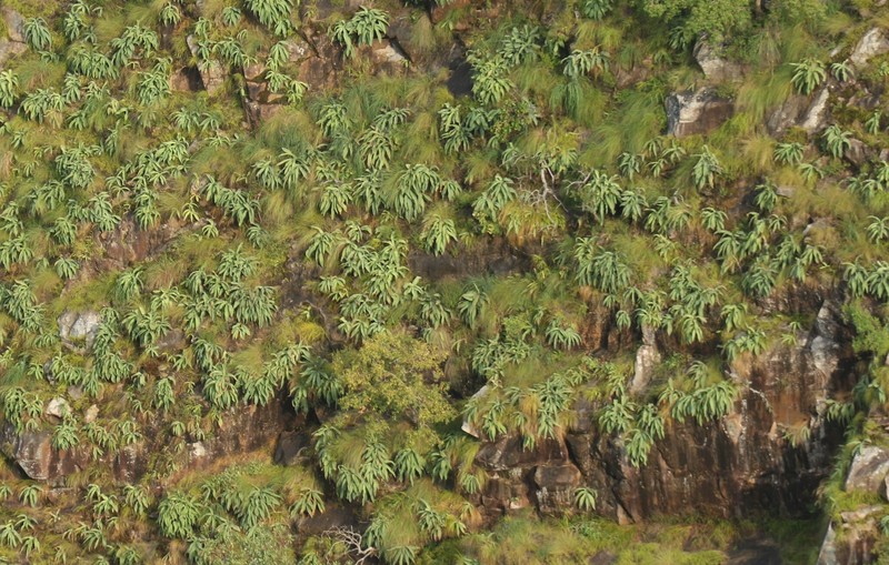 Merwilla plumbea subsp. plumbea
