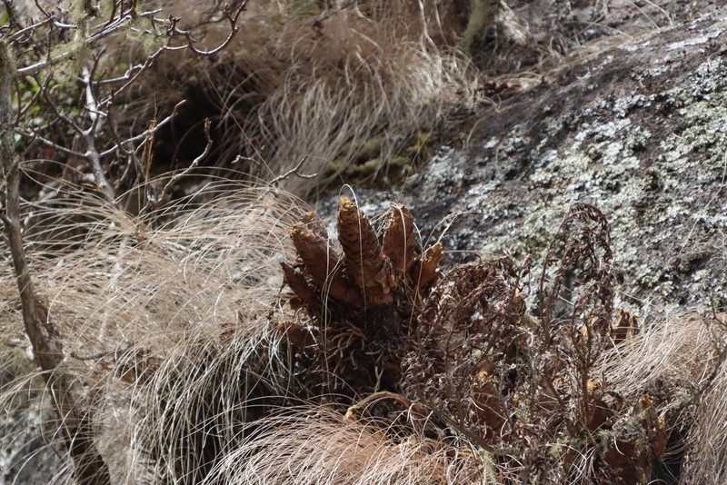 Merwilla plumbea subsp. plumbea photo 4