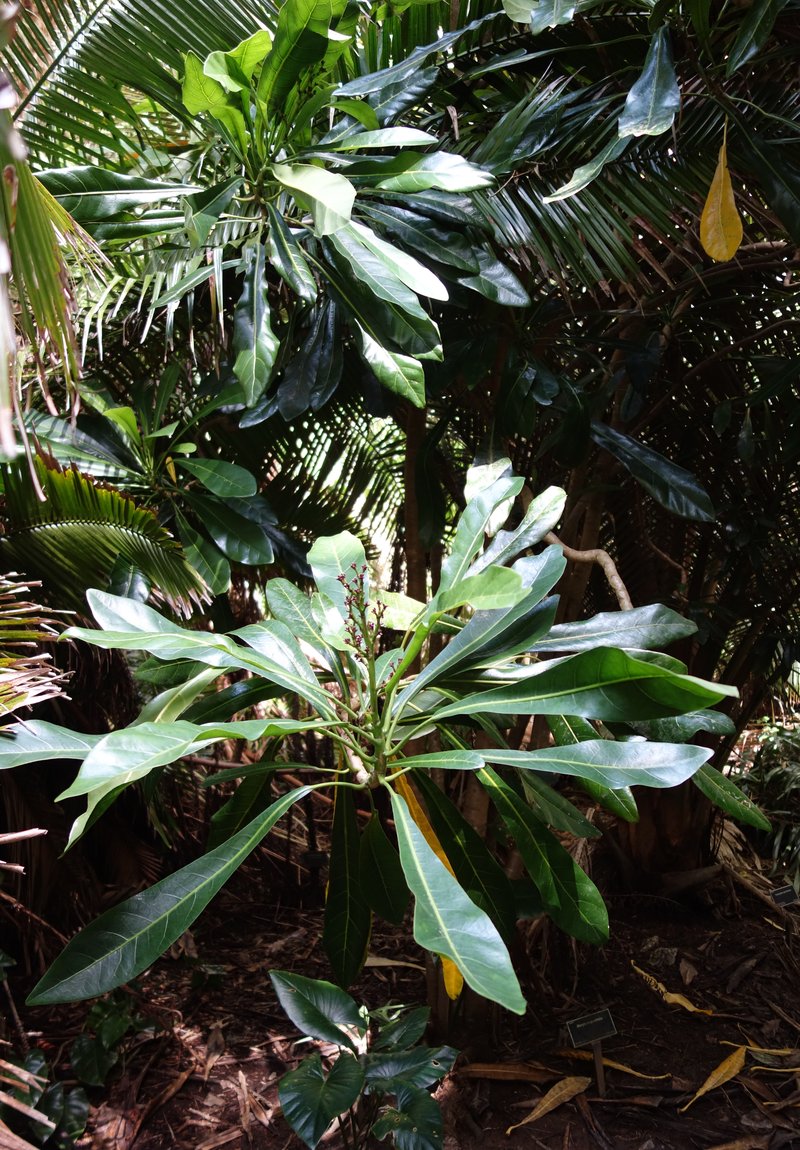 Meryta macrophylla