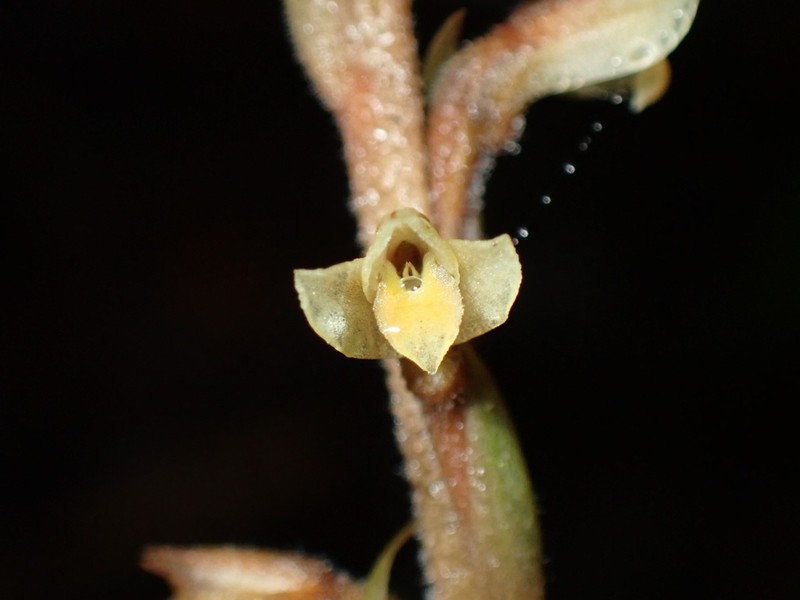 Mesadenella pumila