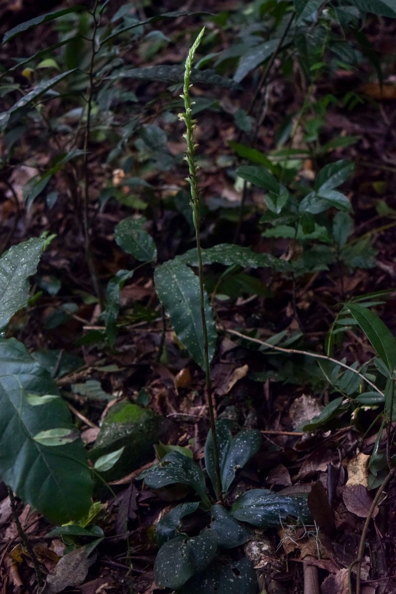 Mesadenella pumila photo 2