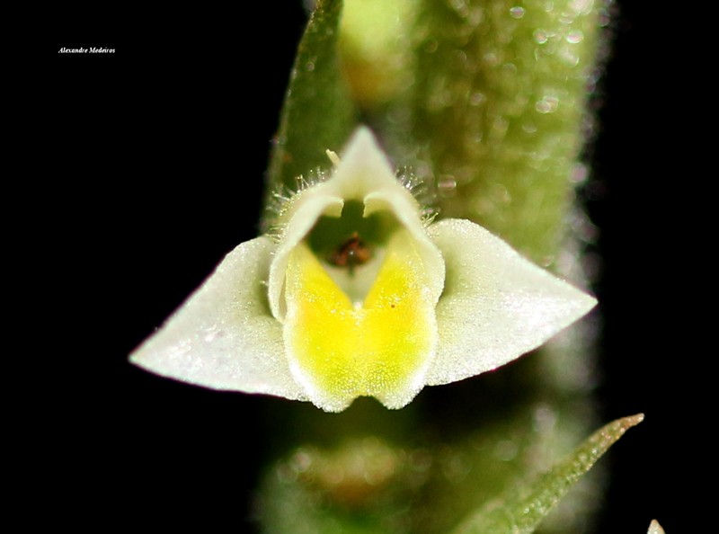 Mesadenella pumila photo 3