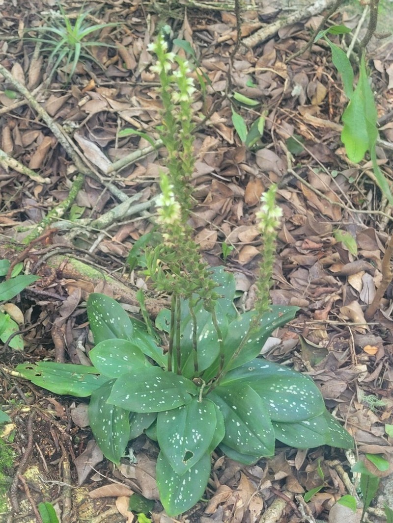Mesadenella pumila photo 4
