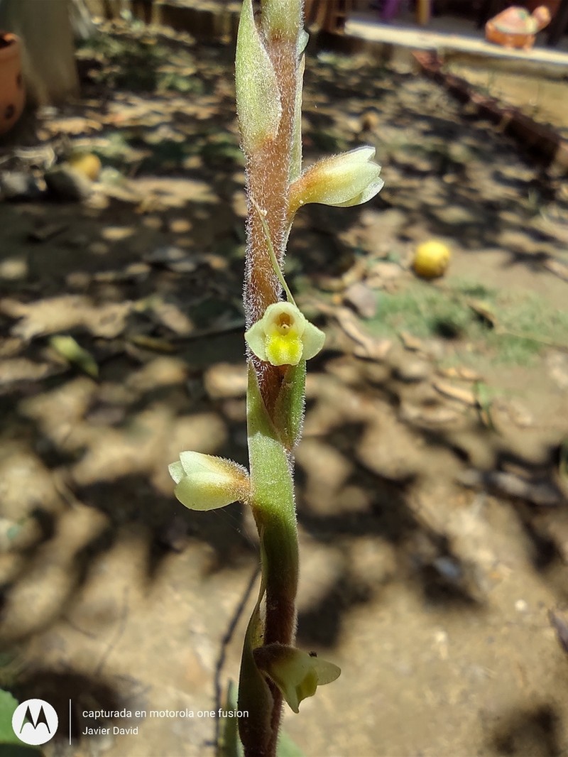 Mesadenella pumila photo 5