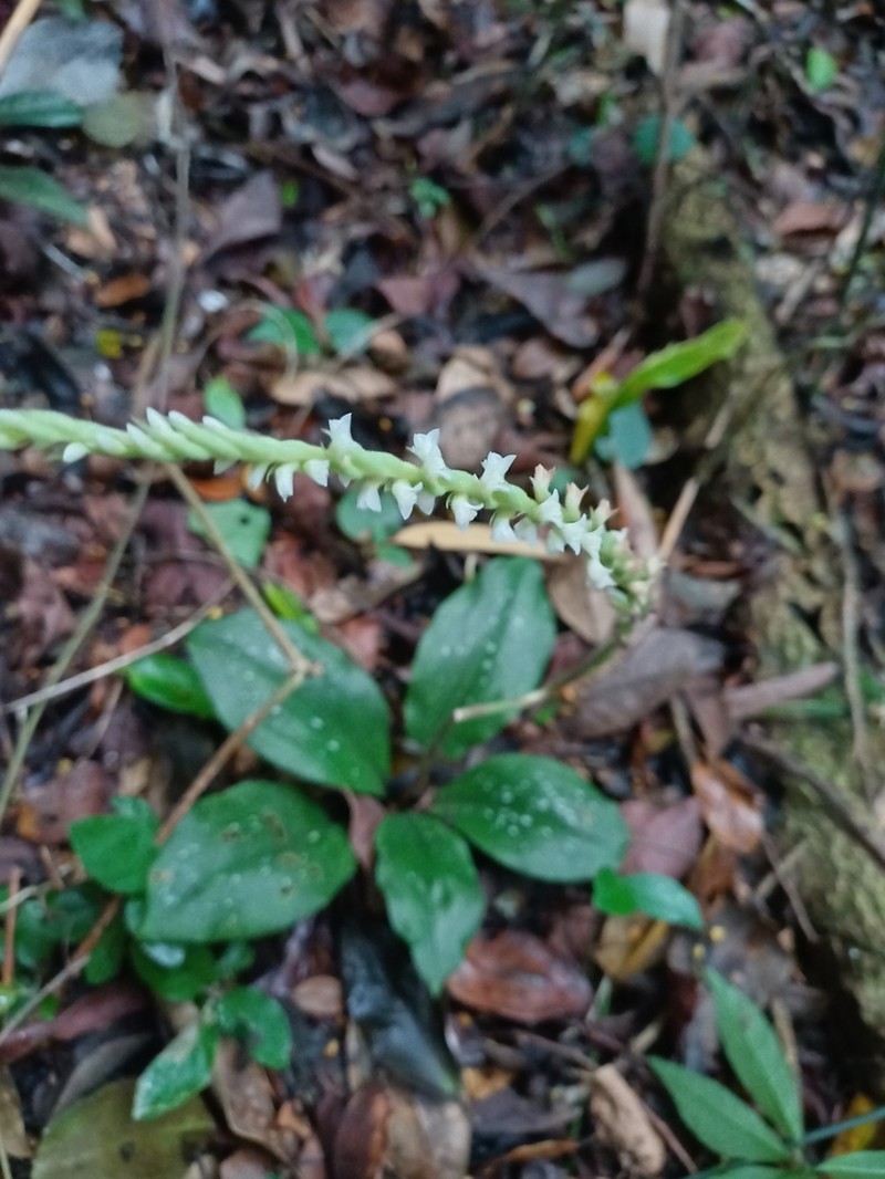 Mesadenella pumila photo 6