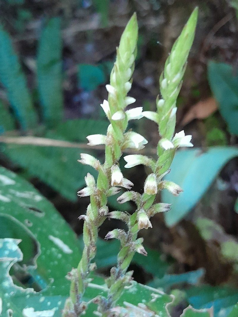 Mesadenella pumila photo 8