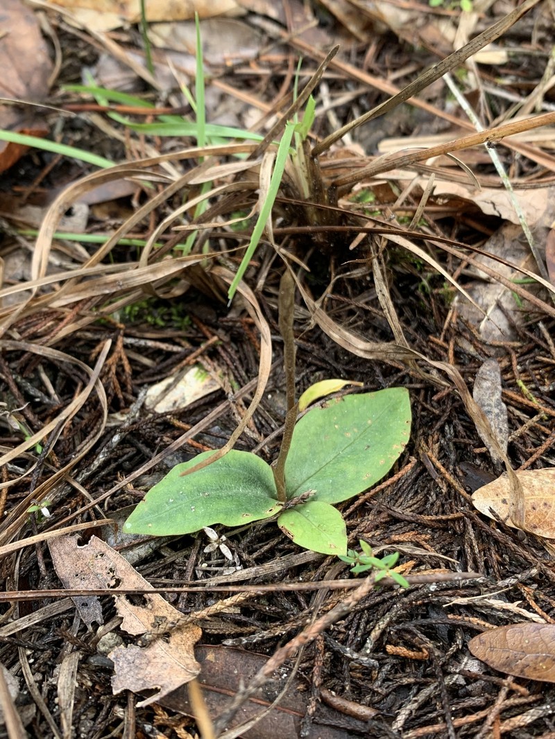 Florida Keys Ladies'-Tresses