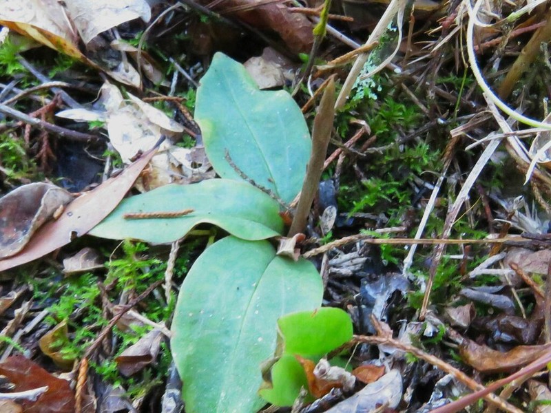 Florida Keys Ladies'-Tresses photo 2