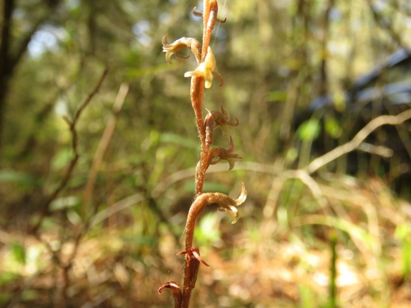 Florida Keys Ladies'-Tresses photo 3