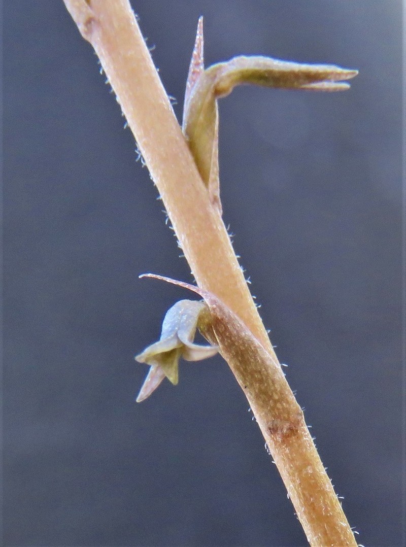 Florida Keys Ladies'-Tresses photo 4