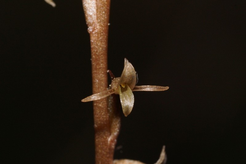 Florida Keys Ladies'-Tresses photo 5