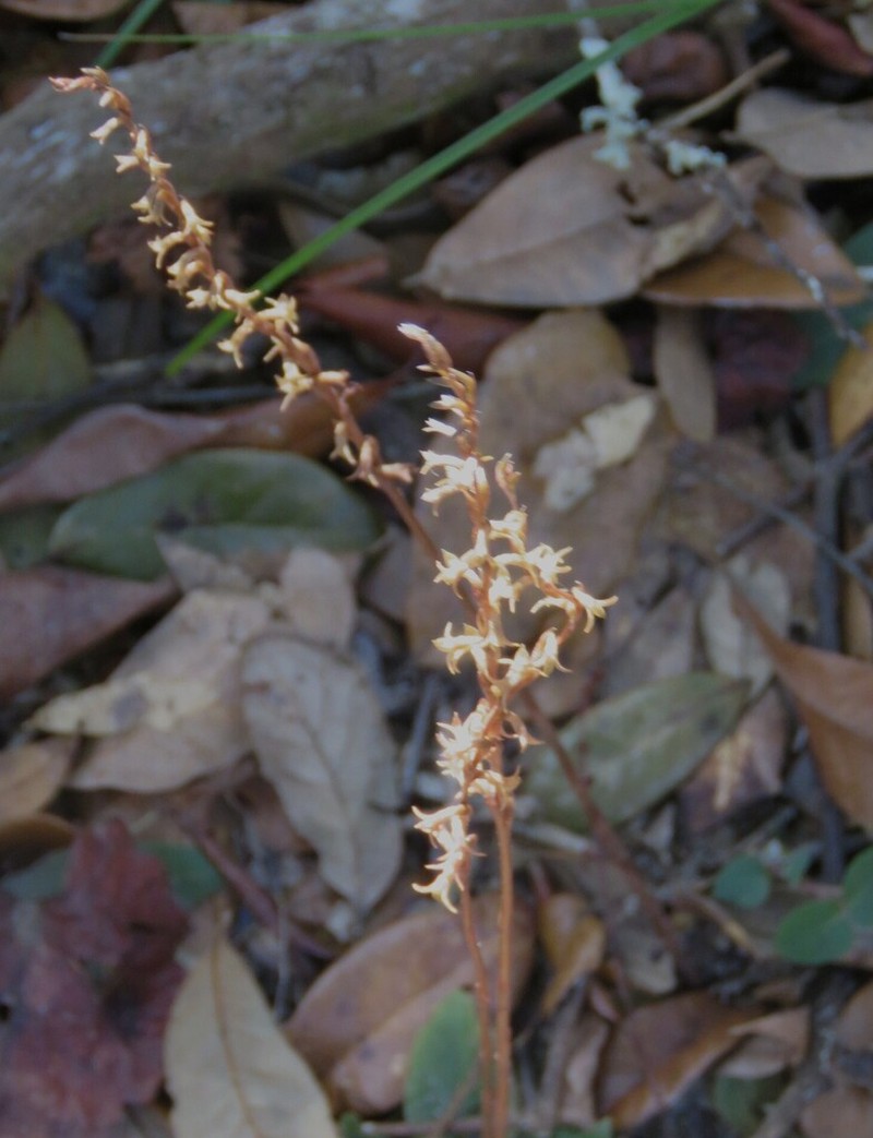 Florida Keys Ladies'-Tresses photo 6