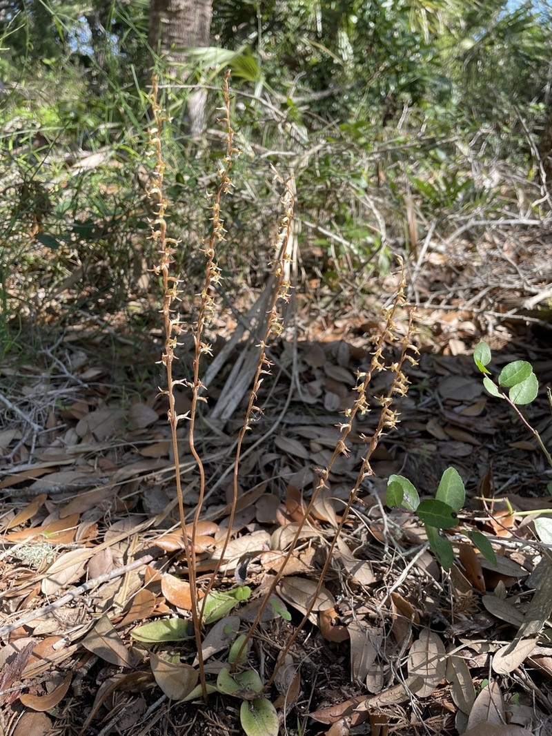Florida Keys Ladies'-Tresses photo 7