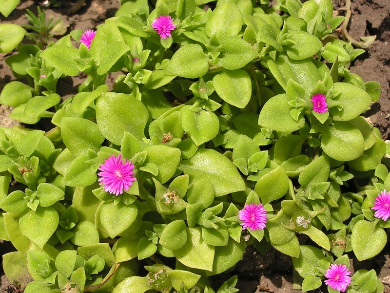 Heartleaf Iceplant