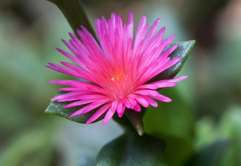 Heartleaf Iceplant photo 2