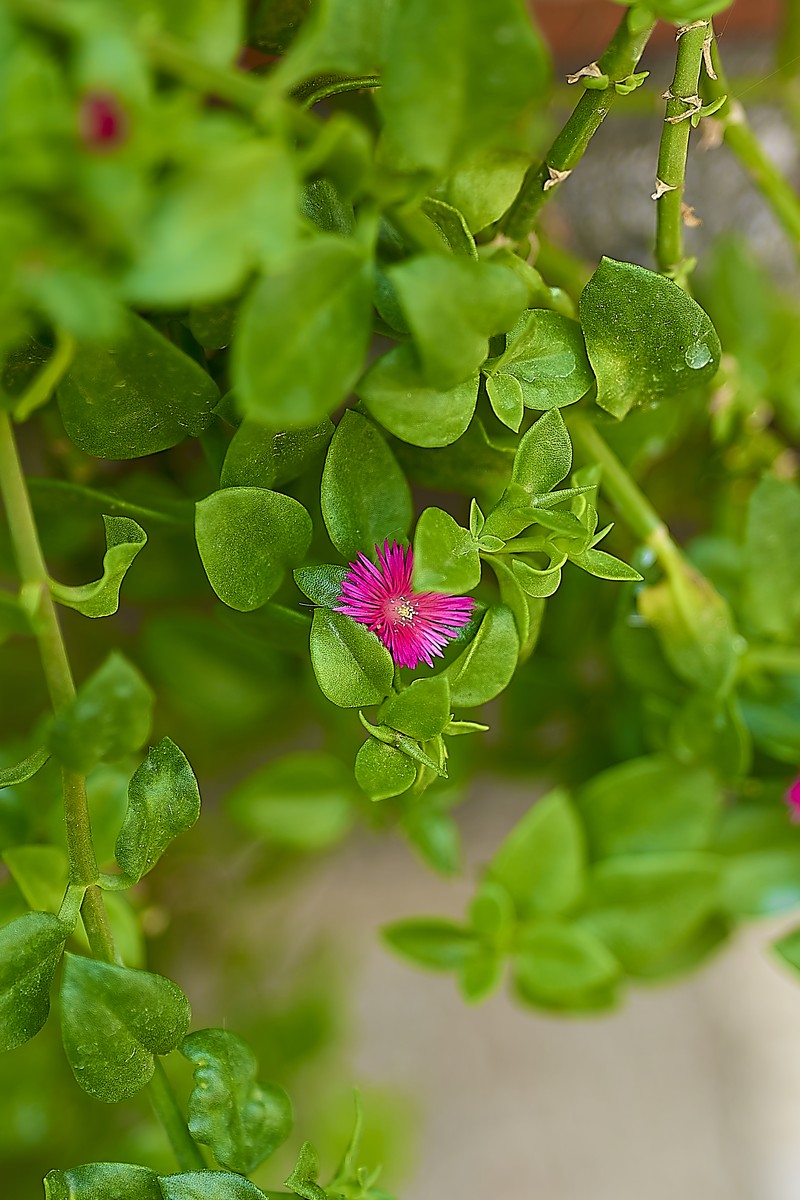 Heartleaf Iceplant photo 3