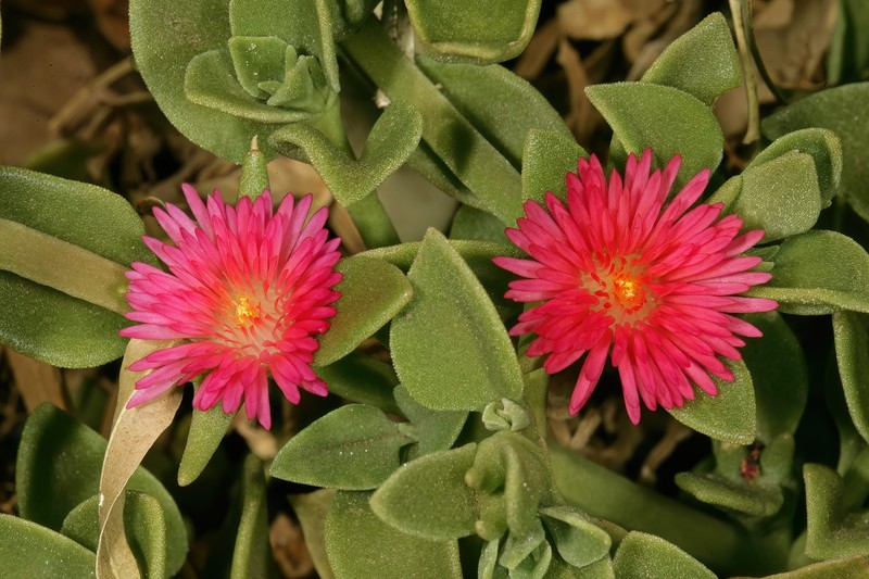 Heartleaf Iceplant photo 4