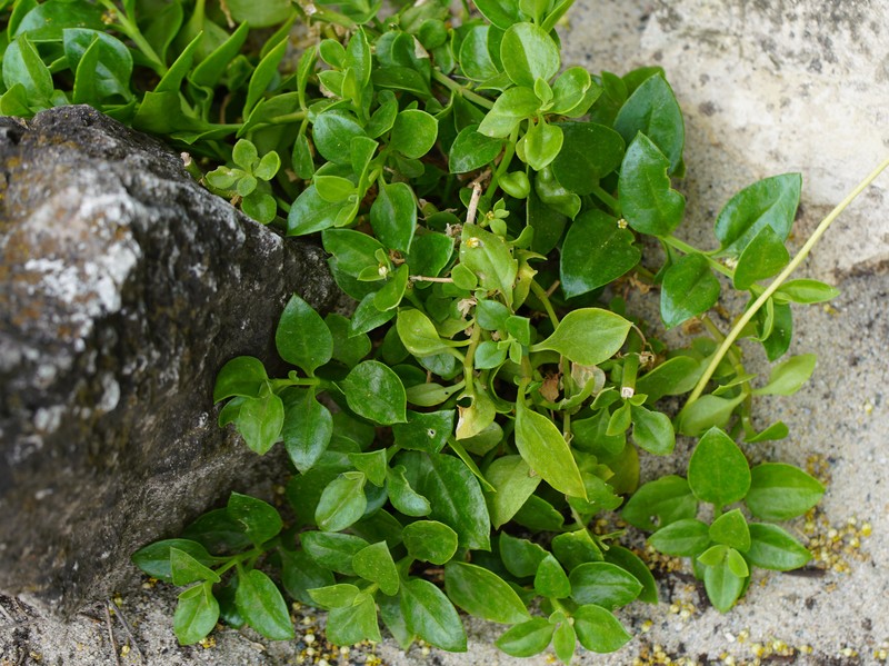 Heartleaf Iceplant photo 5