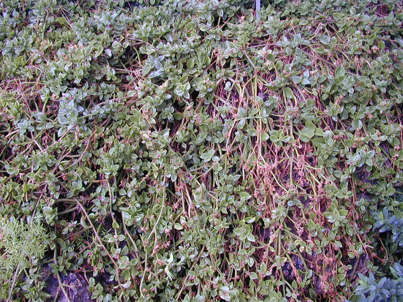 Heartleaf Iceplant photo 6