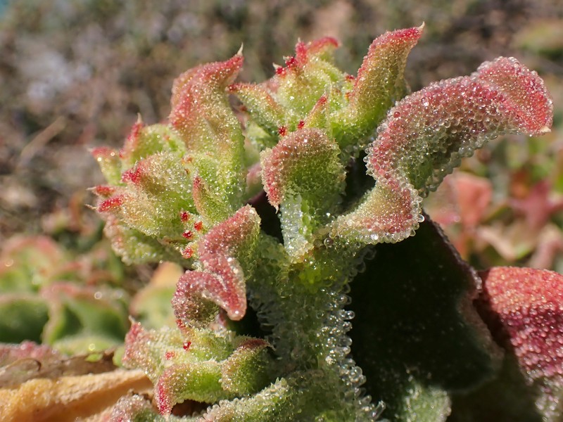 Common Iceplant photo 2