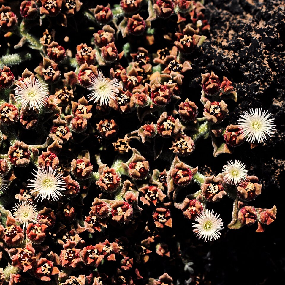 Common Iceplant photo 4