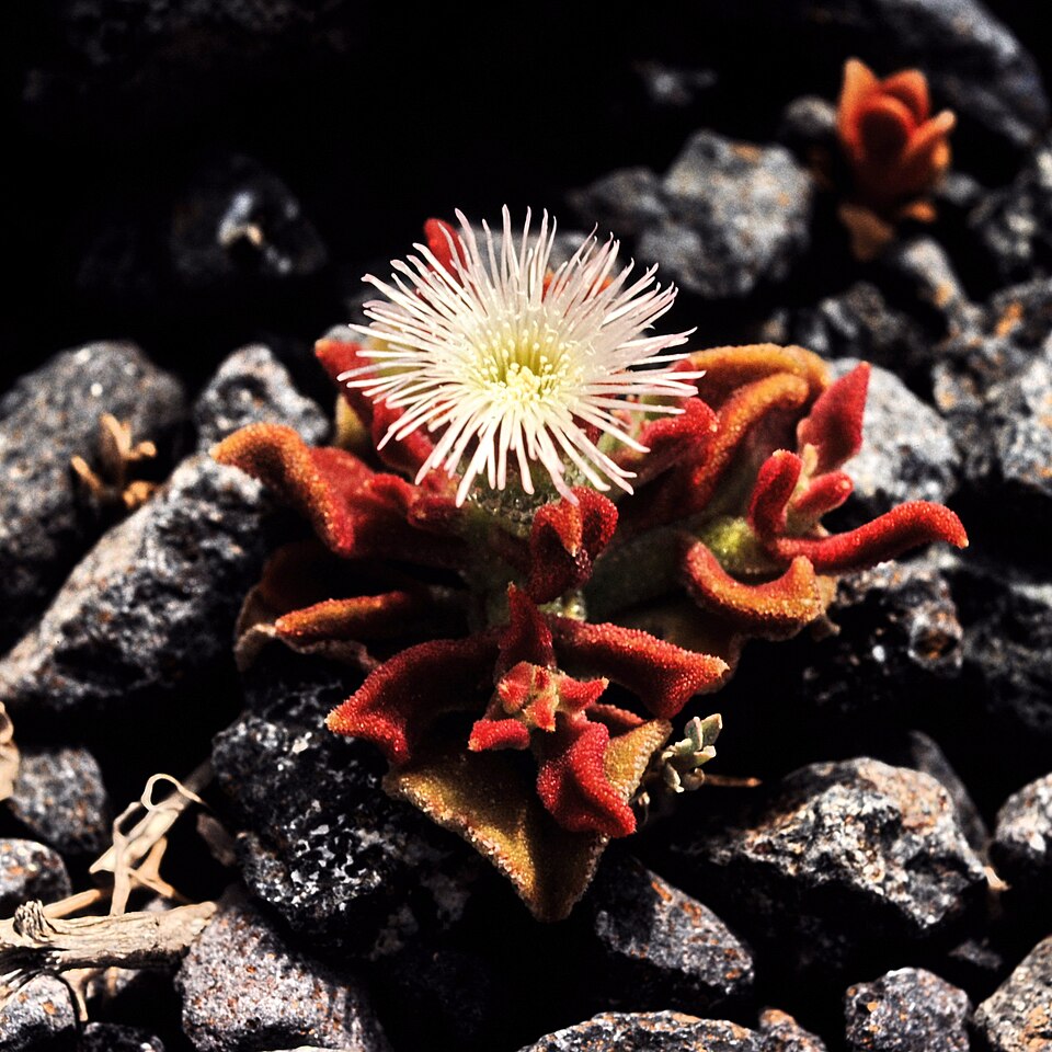 Common Iceplant photo 5