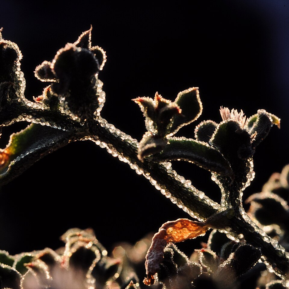 Common Iceplant photo 6