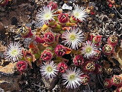 Common Iceplant