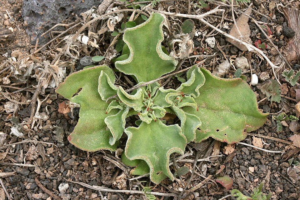 Common Iceplant photo 8