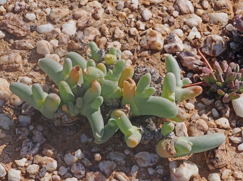 Mesembryanthemum digitatum subsp. digitatum