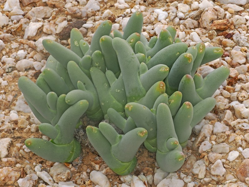 Mesembryanthemum digitatum subsp. digitatum photo 2
