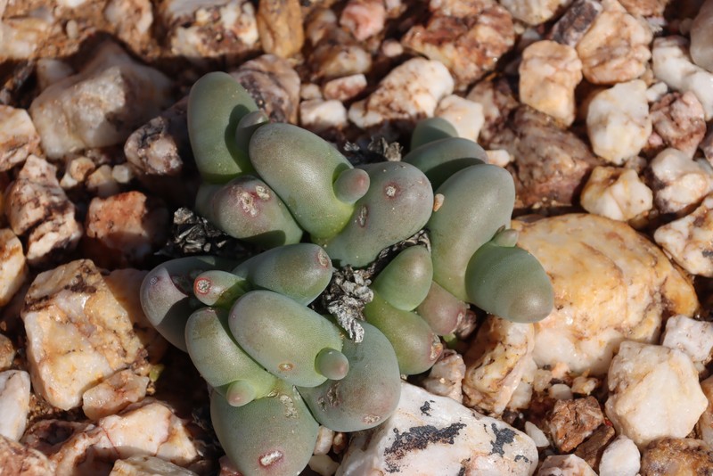 Mesembryanthemum digitatum subsp. digitatum photo 3