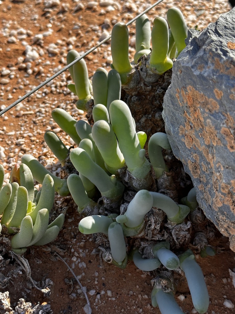 Mesembryanthemum digitatum subsp. digitatum photo 4