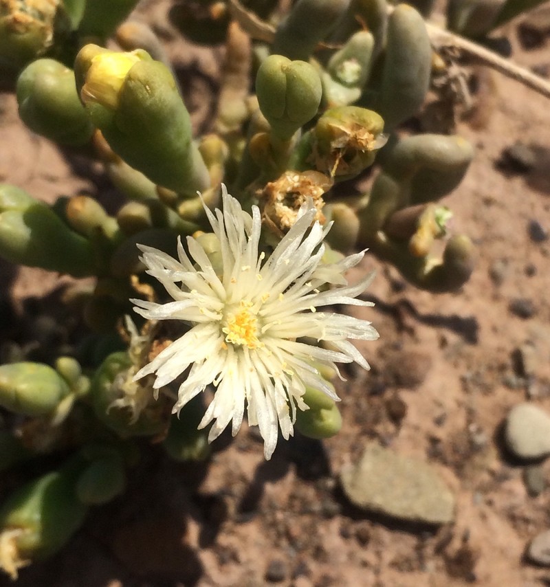 Mesembryanthemum noctiflorum subsp. noctiflorum