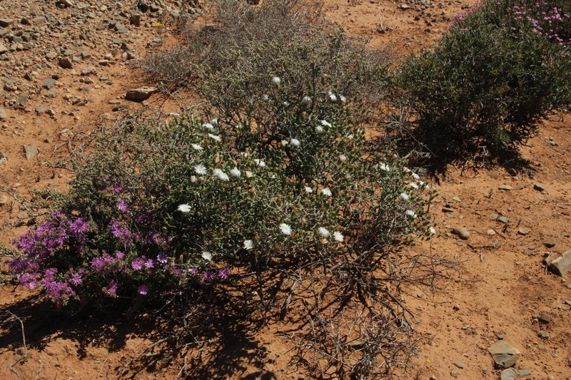 Mesembryanthemum noctiflorum subsp. noctiflorum photo 2