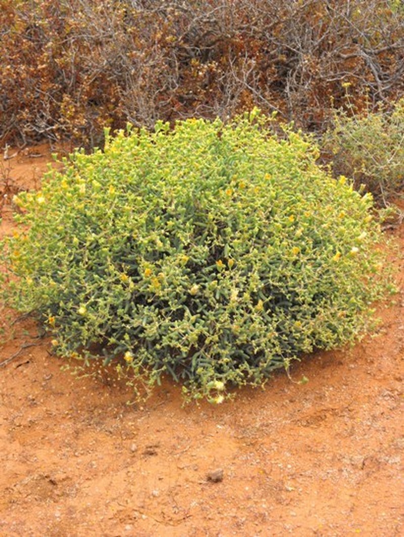 Mesembryanthemum noctiflorum subsp. noctiflorum photo 3