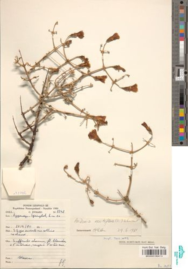 Mesembryanthemum noctiflorum subsp. noctiflorum photo 4