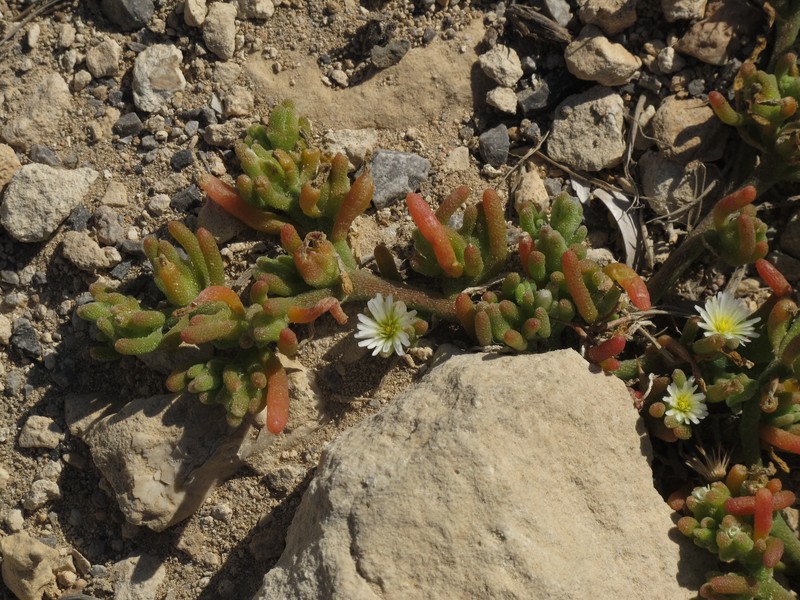 Slenderleaf Iceplant photo 2