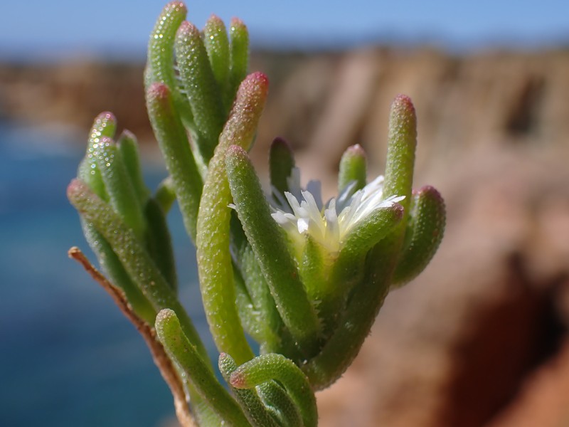 Slenderleaf Iceplant photo 3
