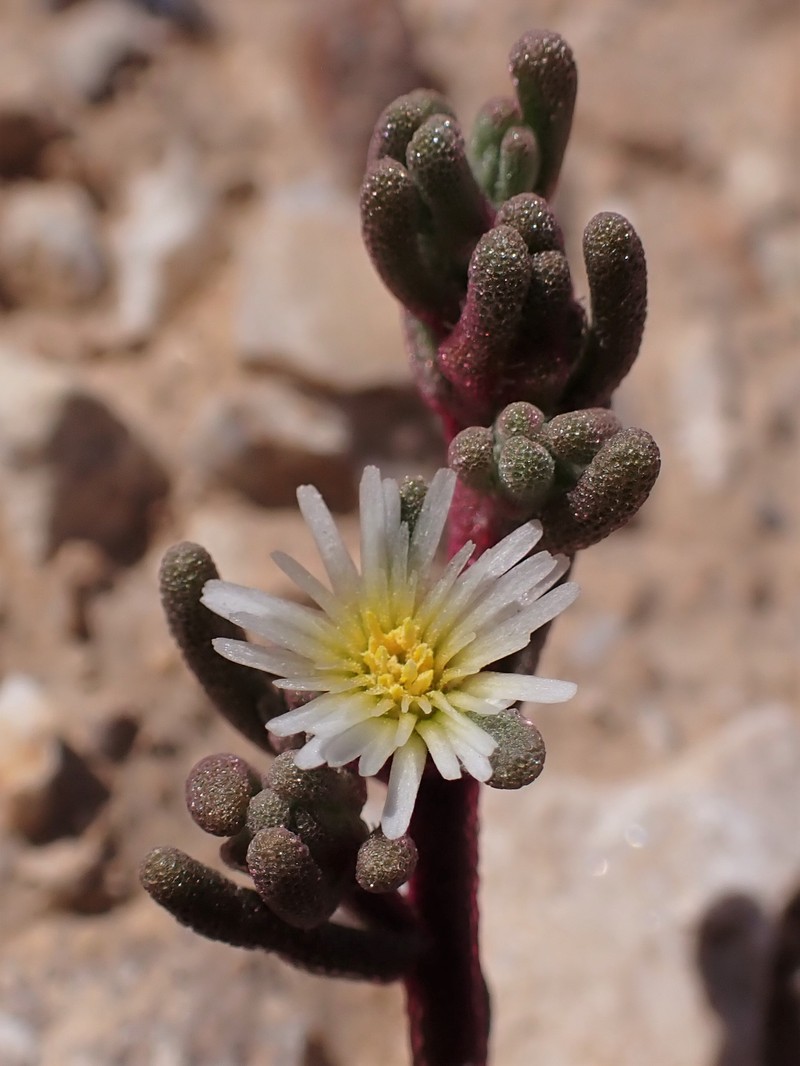 Slenderleaf Iceplant photo 4