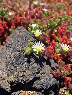 Slenderleaf Iceplant