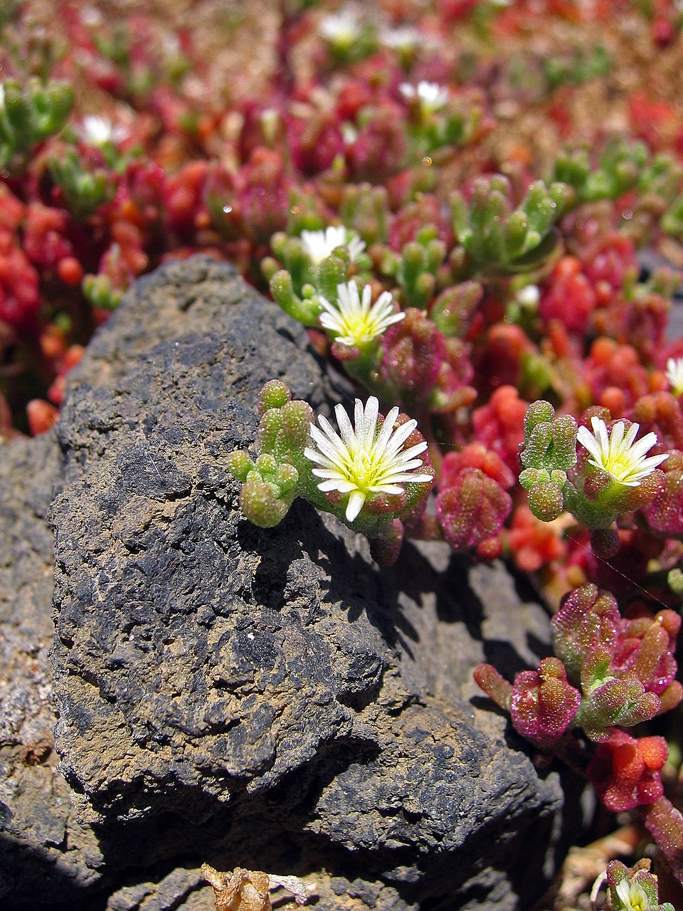 Slenderleaf Iceplant