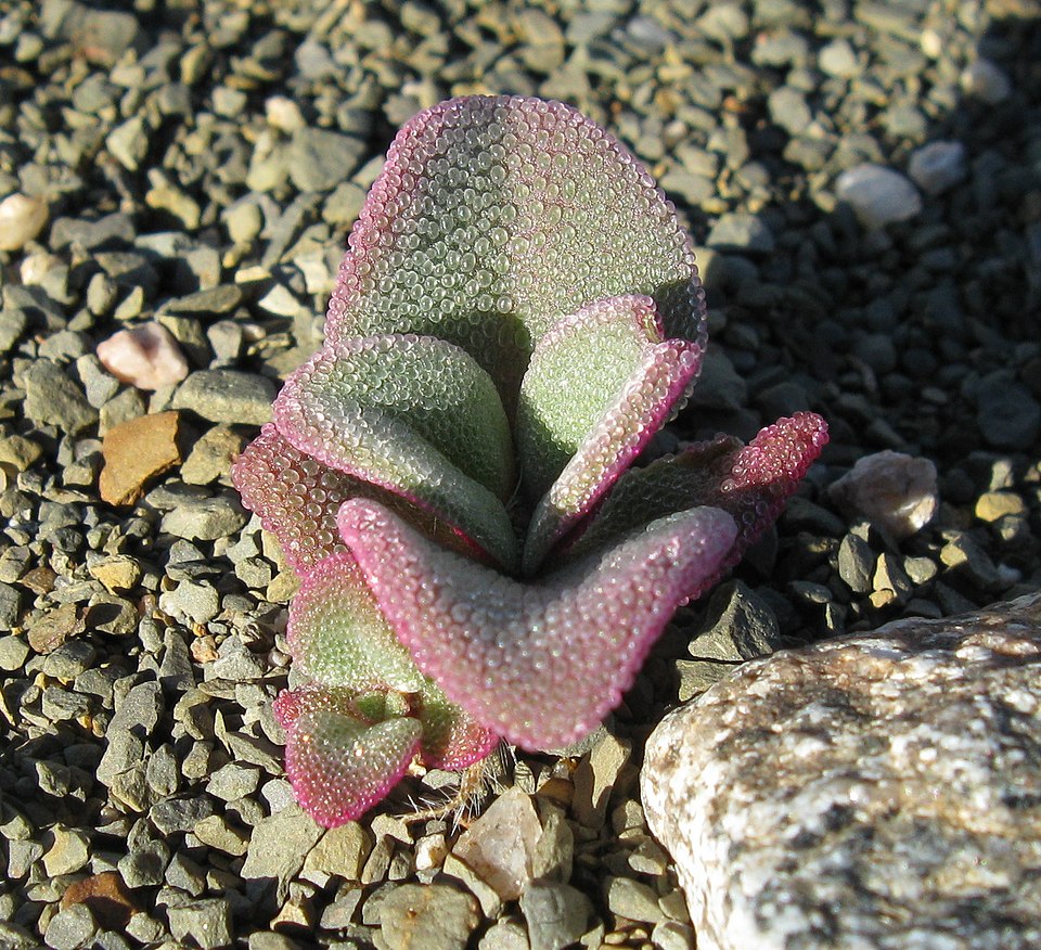 Slenderleaf Iceplant photo 5