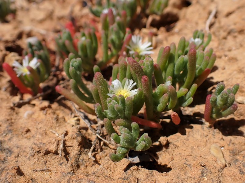 Slenderleaf Iceplant photo 6