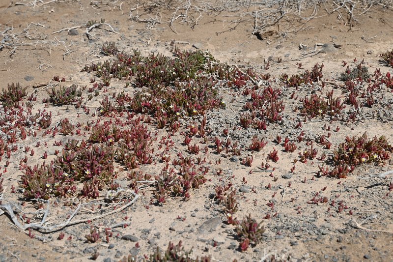 Slenderleaf Iceplant photo 7