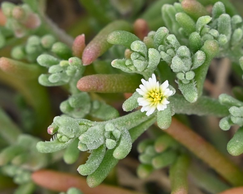 Slenderleaf Iceplant photo 8