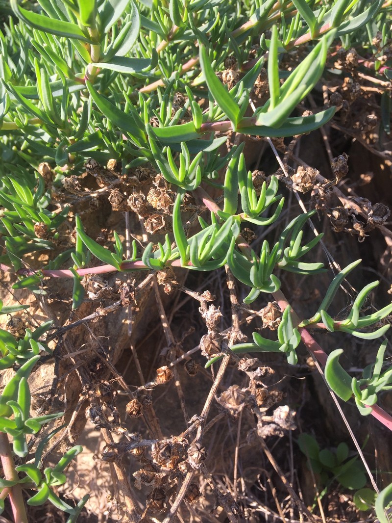 Mesembryanthemum pallens subsp. pallens