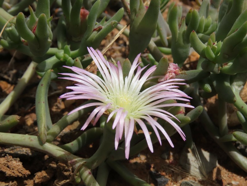 Mesembryanthemum pallens subsp. pallens photo 2