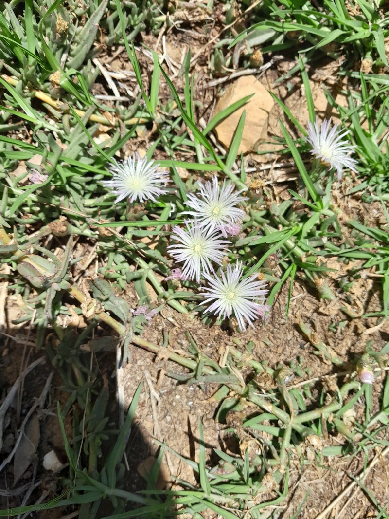 Mesembryanthemum pallens subsp. pallens photo 3